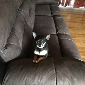 Meet your Posher, Diane